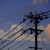 Birds on wire 
