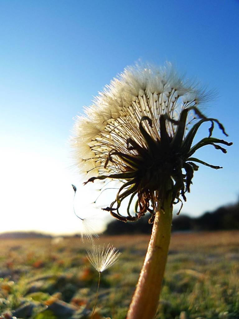 Dandelion in winter (1)