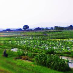 Lotus cultivating area