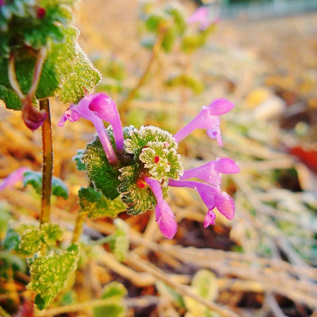 Frosted flower (1)