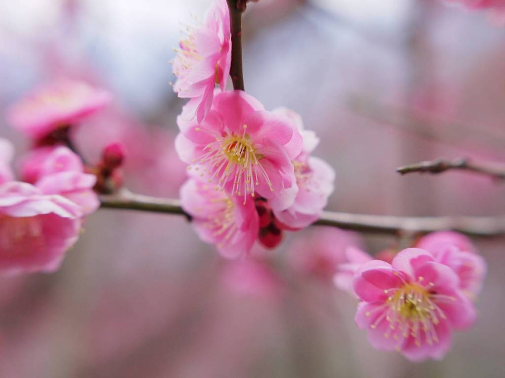 flower of Prunus Mume