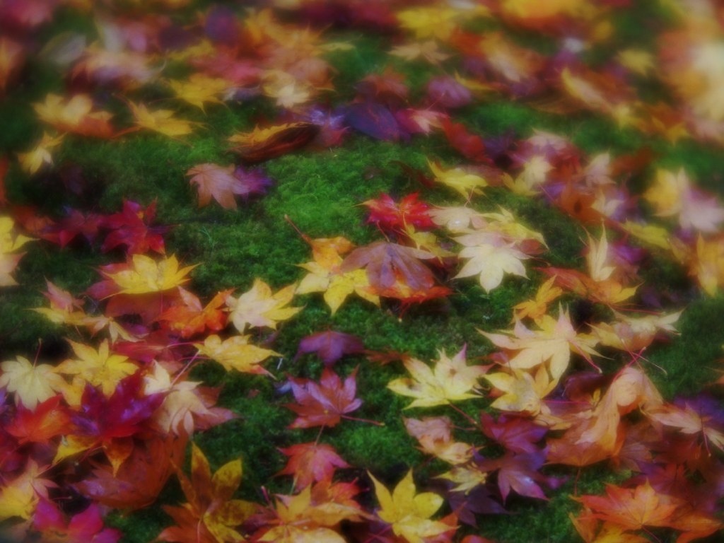 Autumn leaves and moss