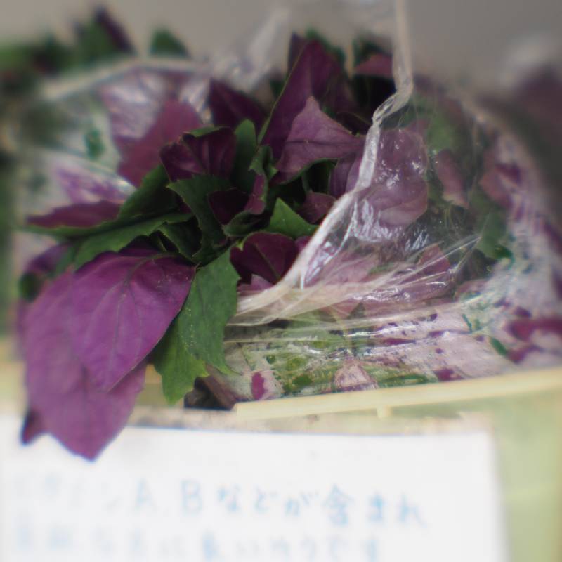 Healthy vegetable (Okinawan spinach)
