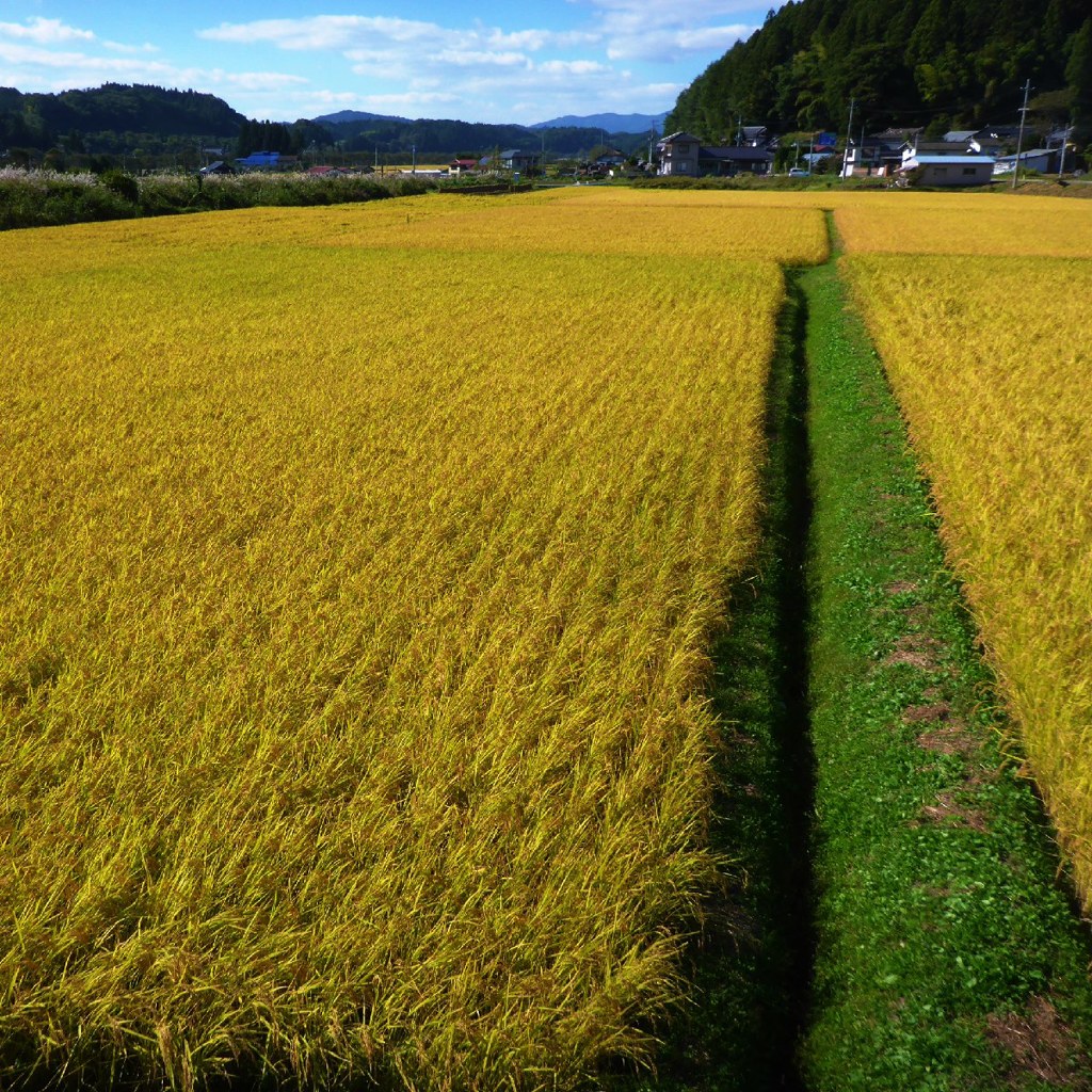Golden carpet of rice field 
