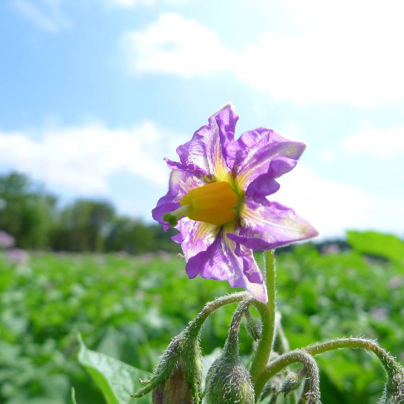 Light through potato petal