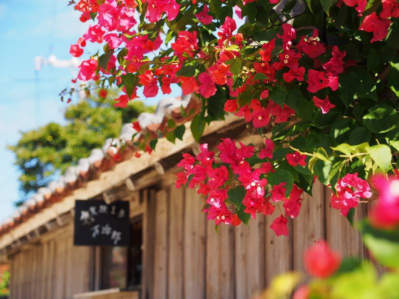 Bougainvillea in TAKETOMI island