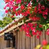 Bougainvillea in TAKETOMI island