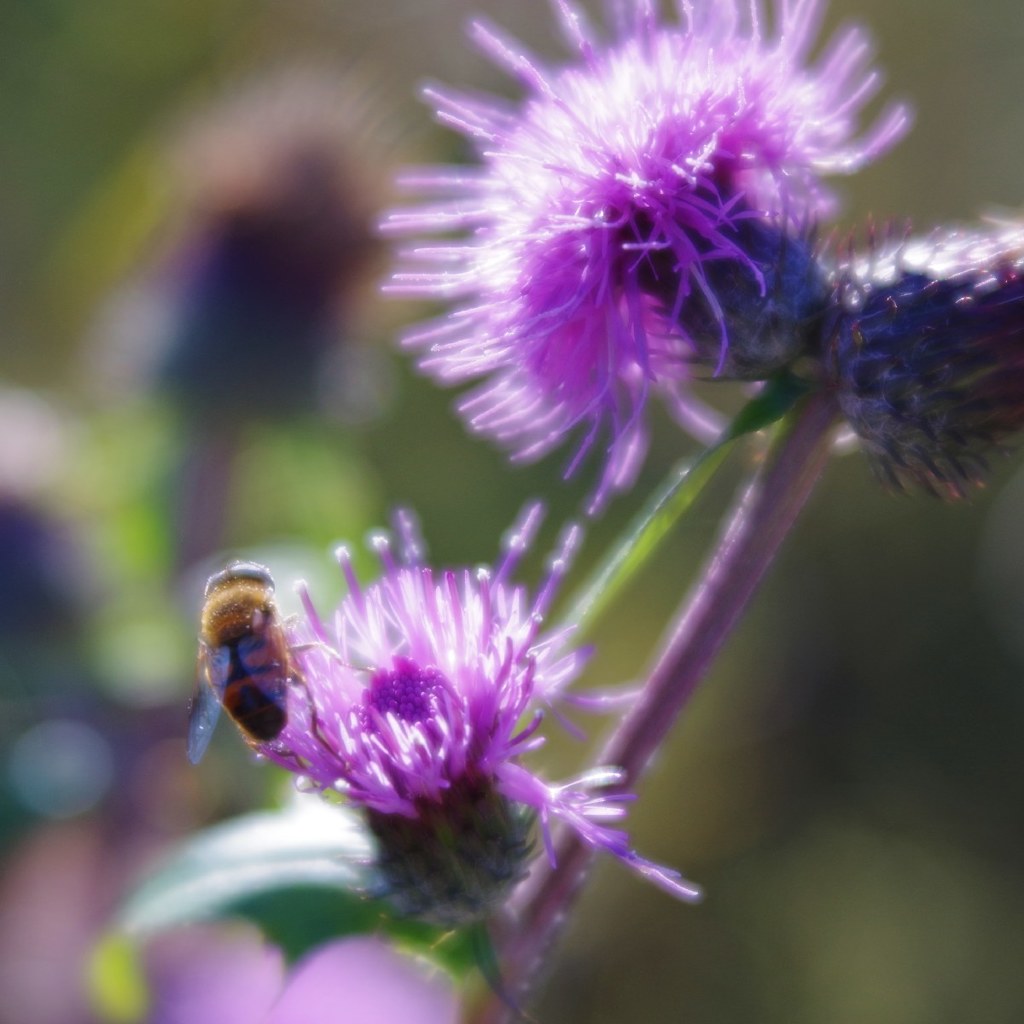 Cirsium and Bee (test shot of Velve56)