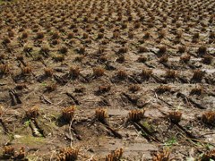 Rice field after harvest 