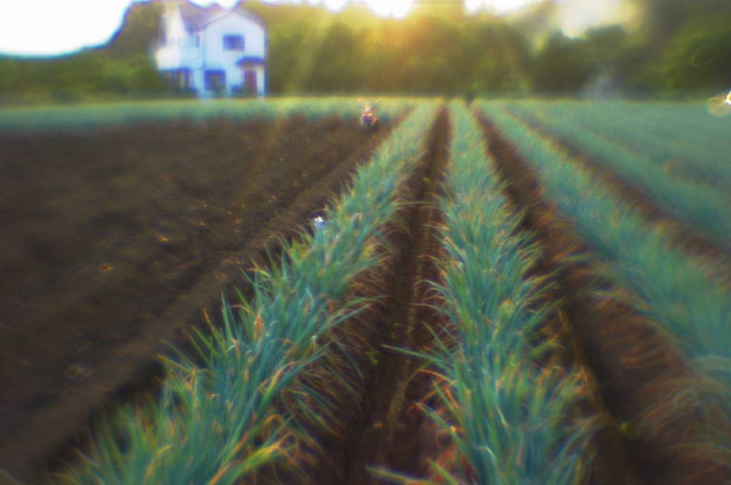 Onion field