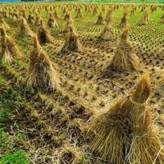 Rice straw pyramids