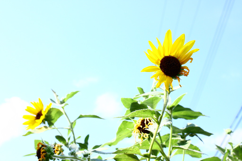 夏にありがとう