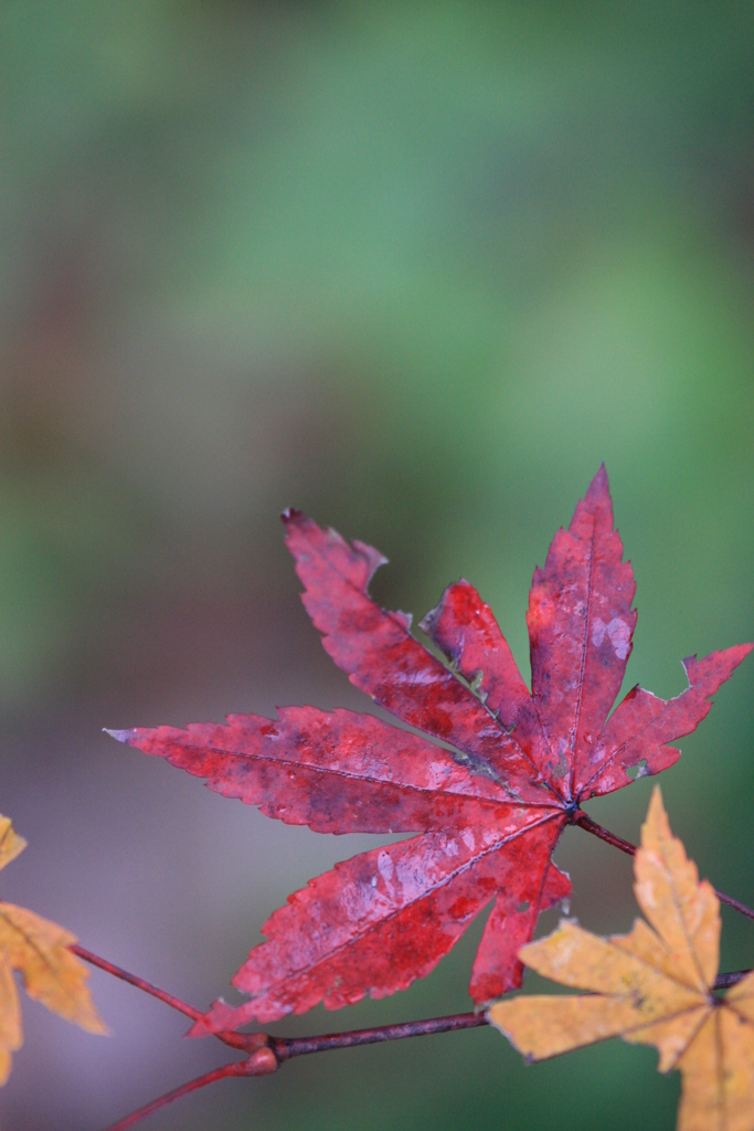 紅葉