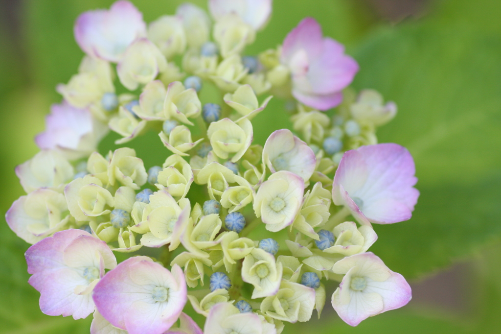 紫陽花ラッパ