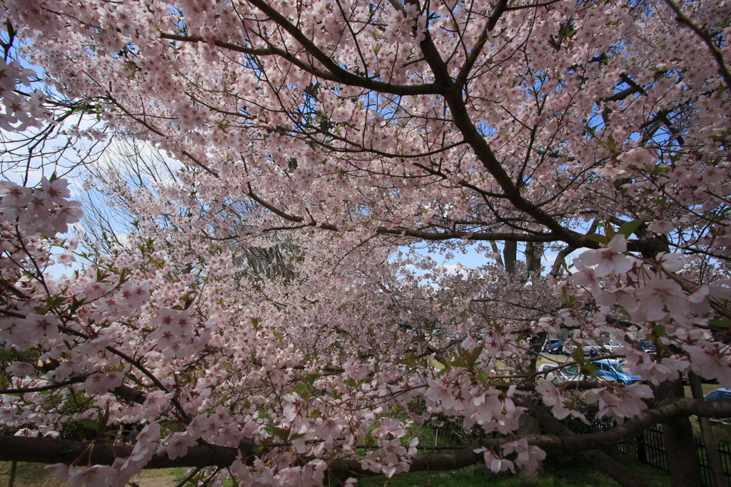 霞城公園の桜２