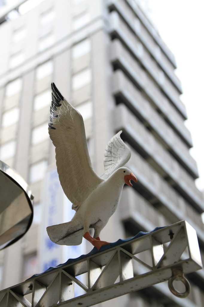 新横カモメ