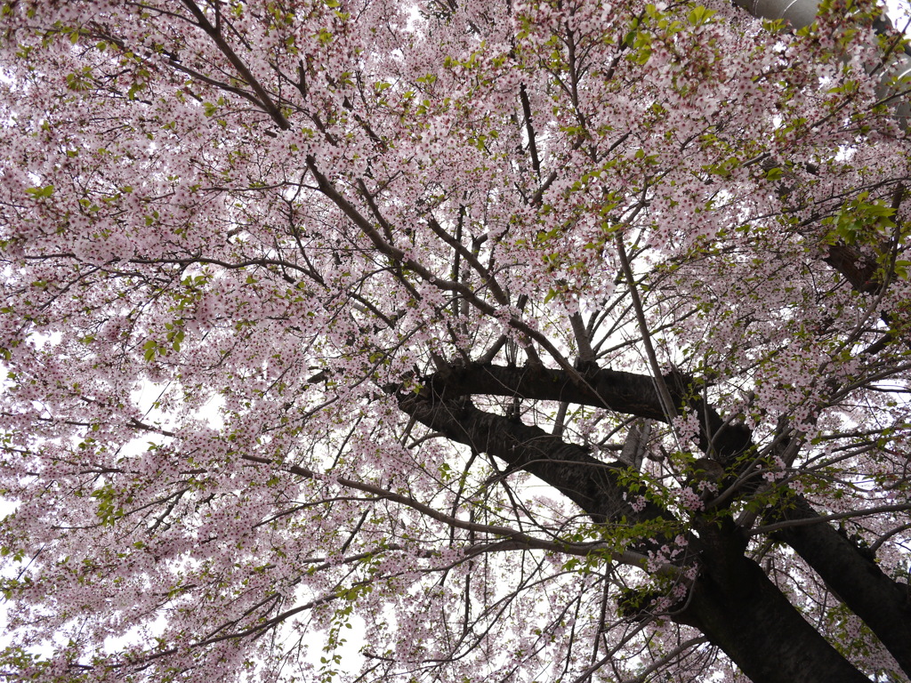 近くの桜