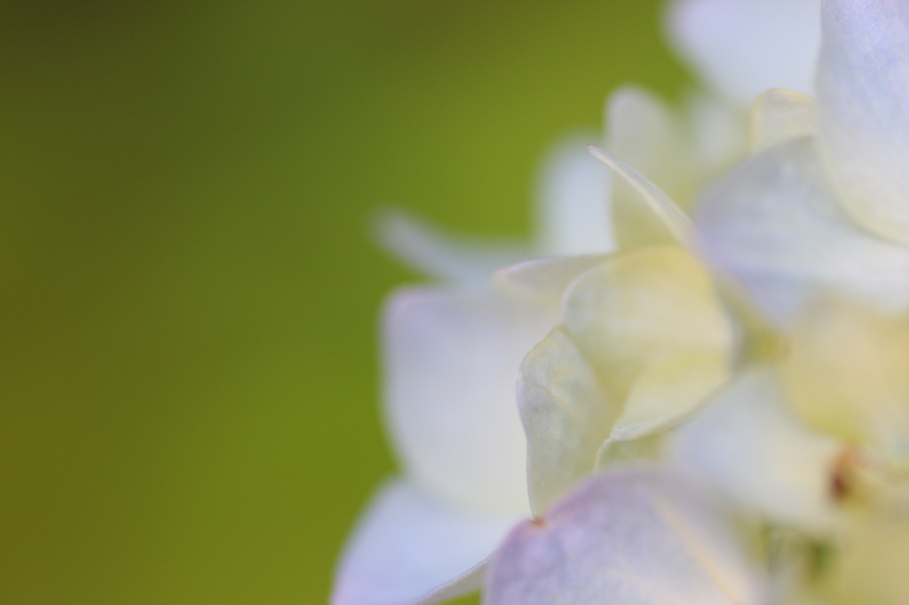 紫陽花