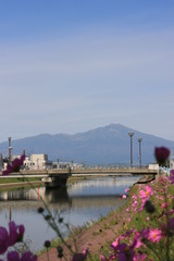 秋桜と鳥海山