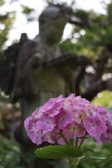 金次郎と紫陽花