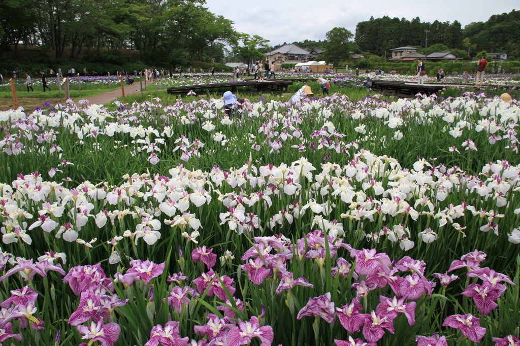 多賀城あやめ園３