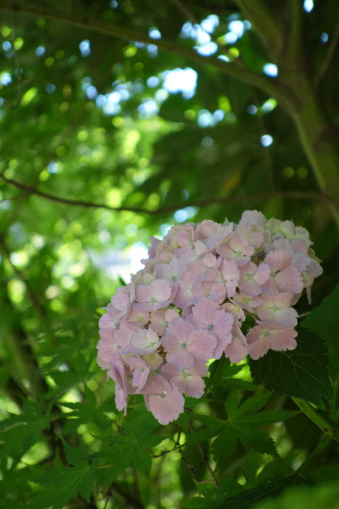 木漏れ日の紫陽花