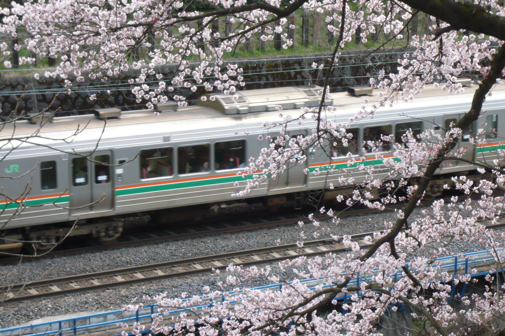桜の中の仙山線