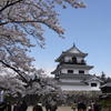 桜と白石城天守閣