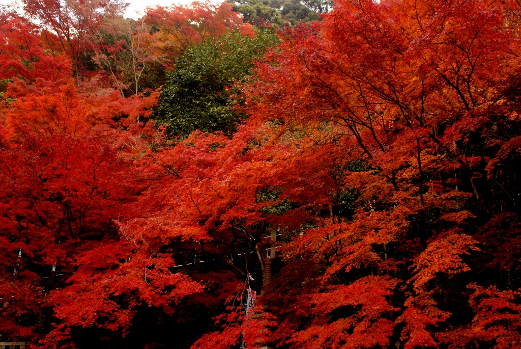 寂光院RED