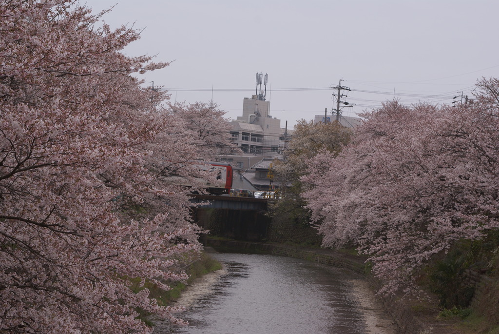 桜と名鉄特急