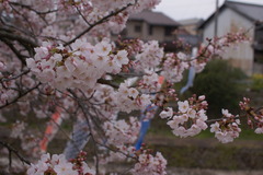 桜とこいのぼり