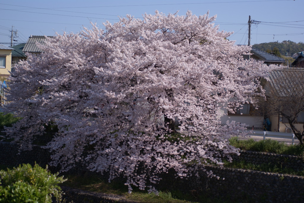 朝の桜