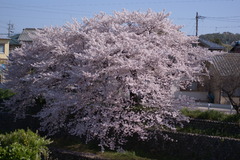 朝の桜
