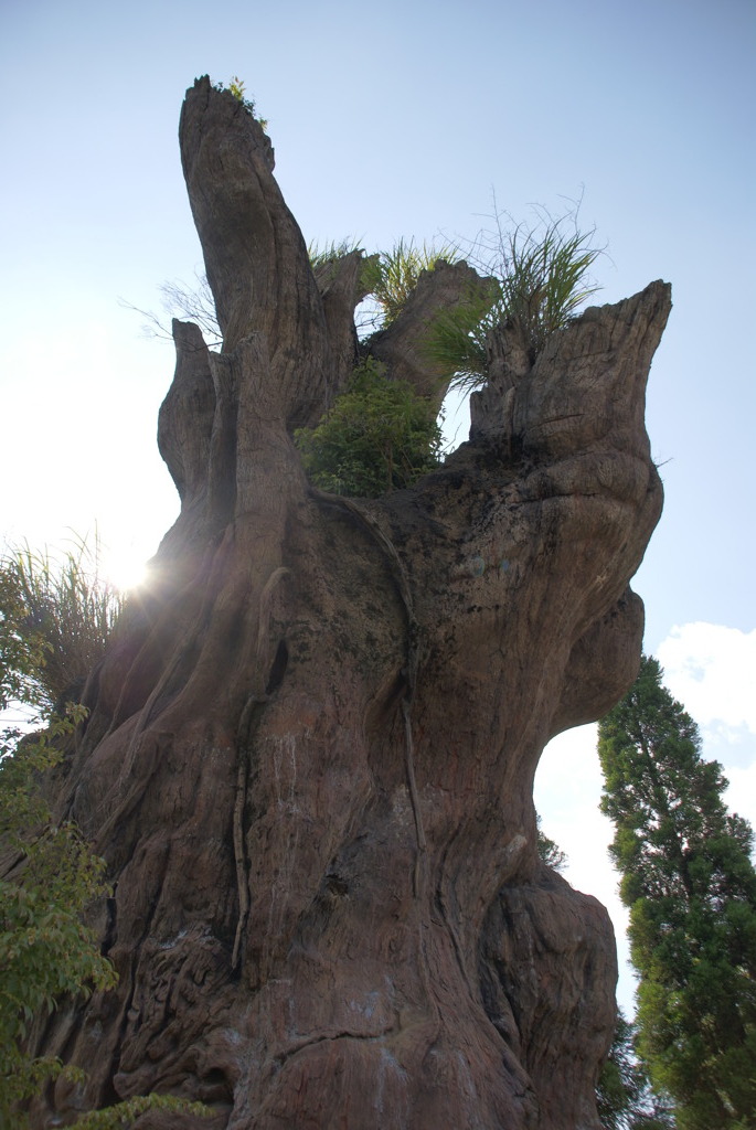 縄文杉(レプリカ)