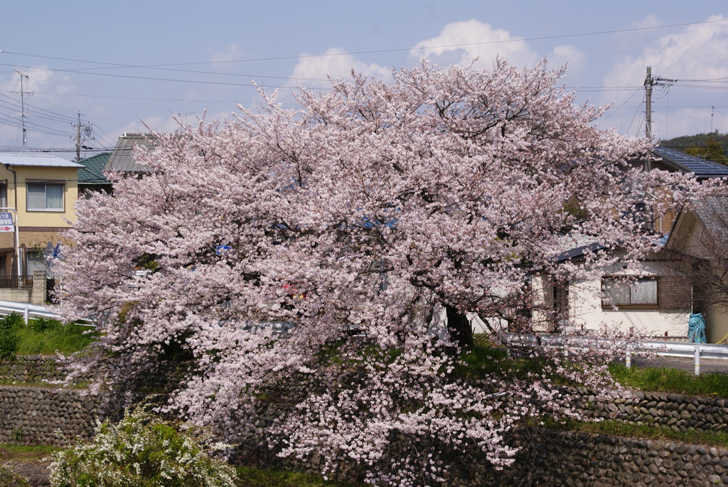 玄関から見える桜～2010～