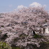 玄関から見える桜～2010～