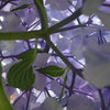 紫陽花