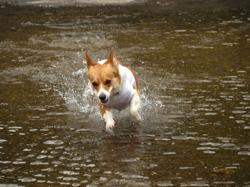 水遊び