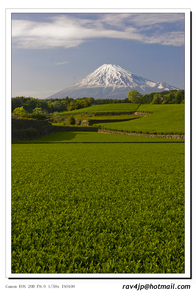 静岡新茶と富士山