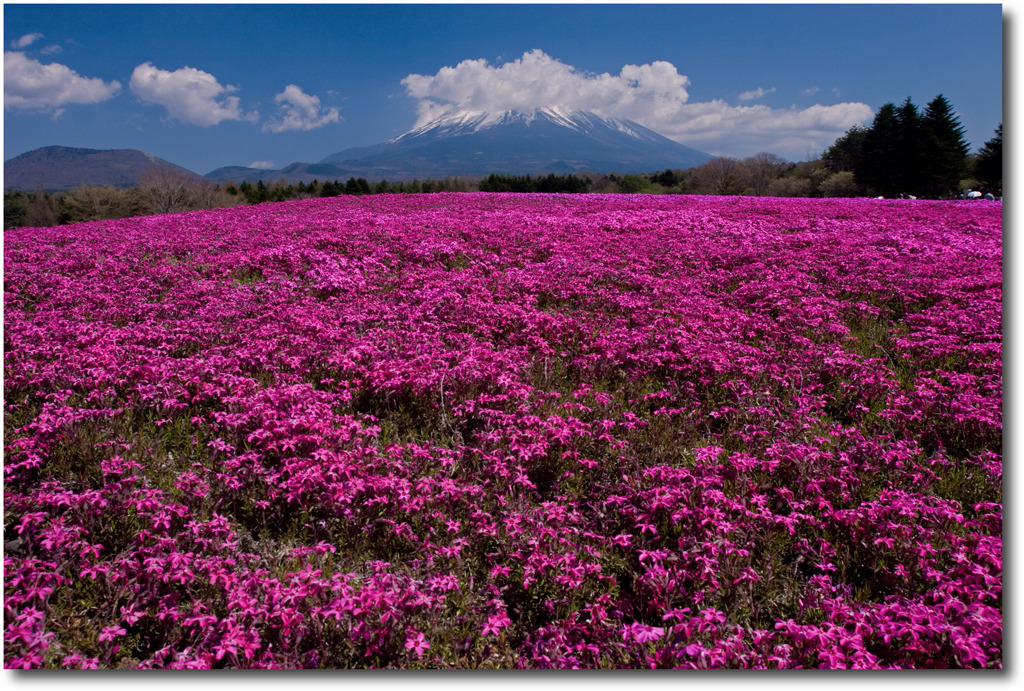 富士芝桜まつり