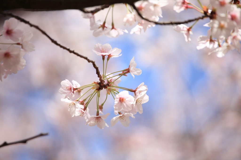桜