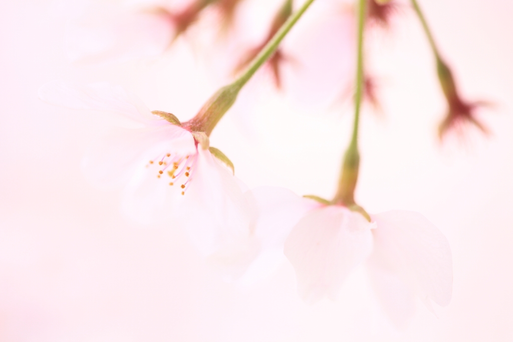 桜　チェリー