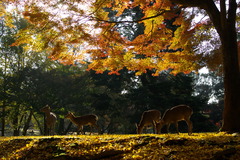 秋の奈良公園