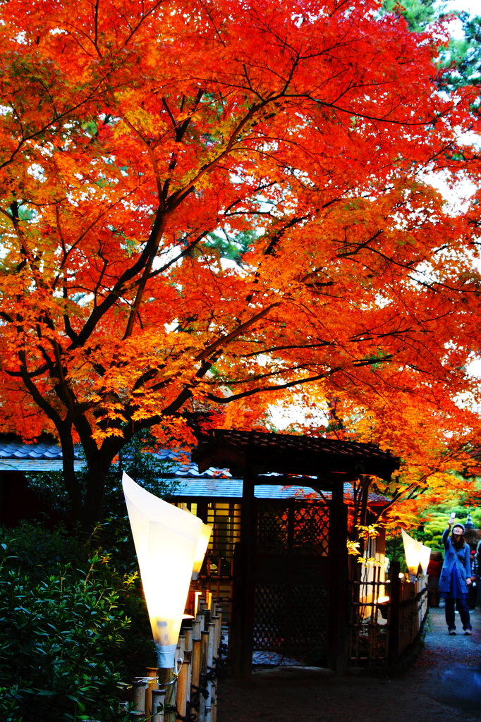 紅葉ライトアップ