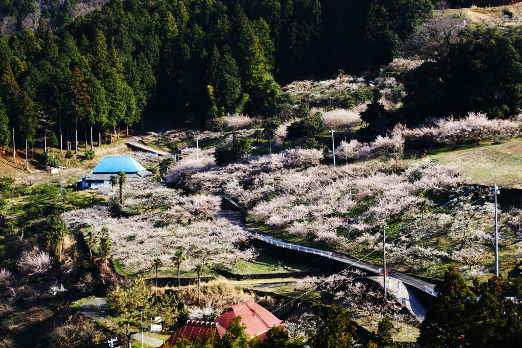 早春の里山