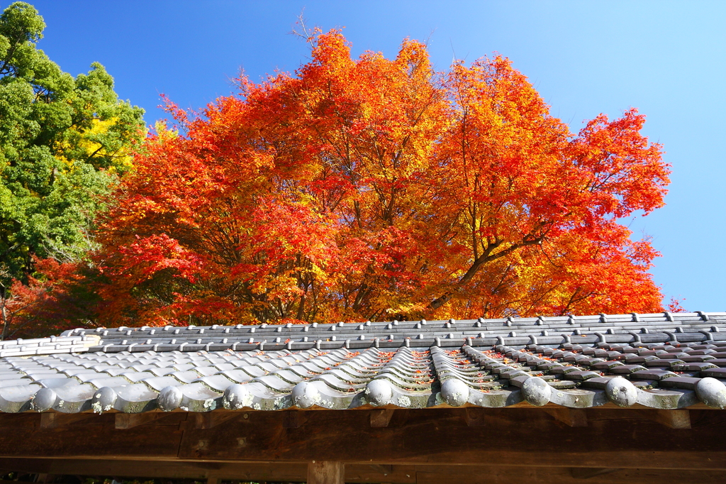 箸蔵寺の紅葉