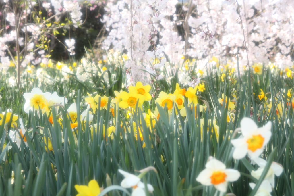 水仙と枝垂桜