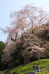 桜見