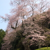 桜見