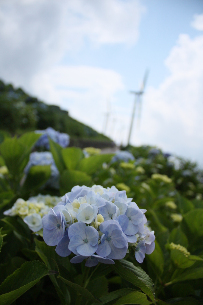 紫陽花